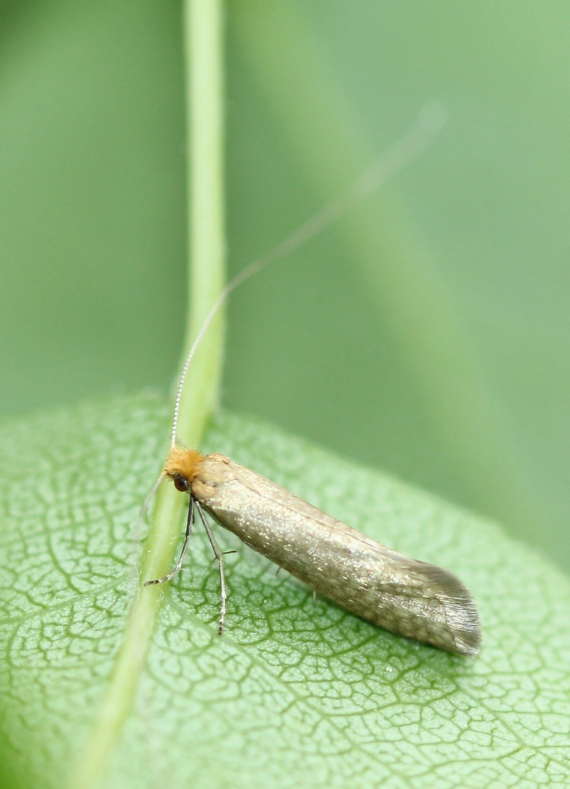Nematopogon swammerdamella [Adansoniella ?] Img_7111