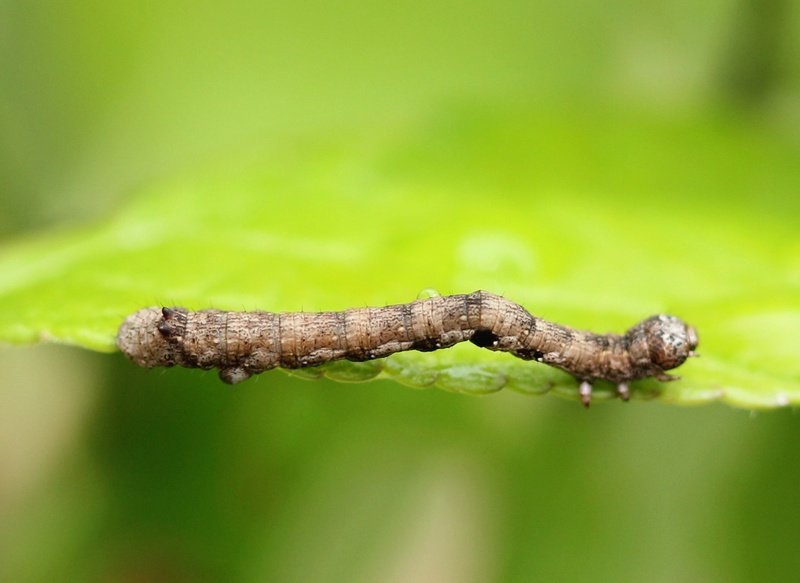 chenilles de geometridae (Colotois, Agriopis) Img_7312