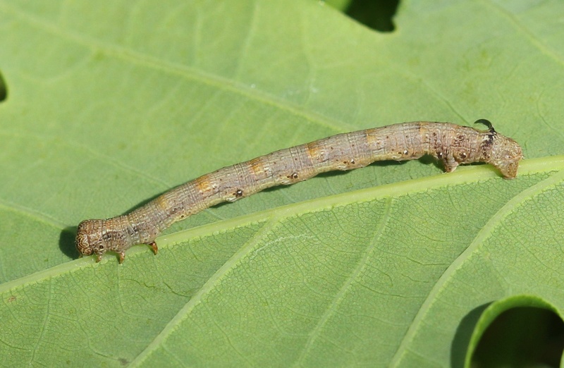 Chenilles de géomètre : Agriopis marginaria et Colotois pennaria Img_8512