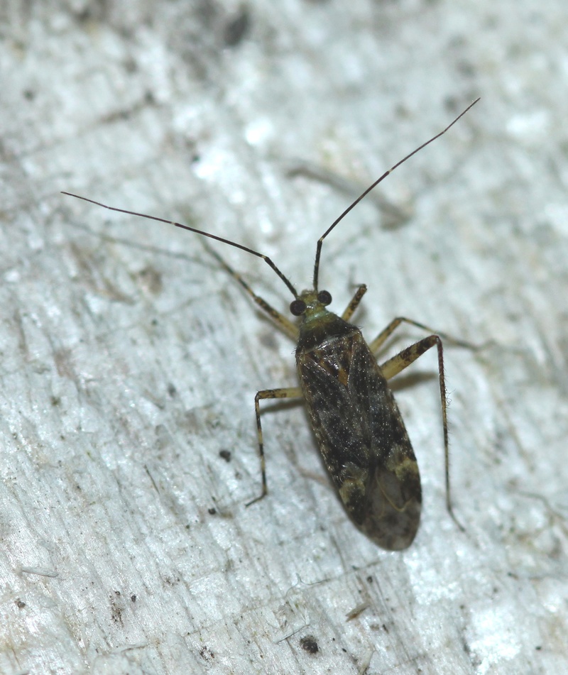 [Phytocoris sp.] Punaise de nuit Img_8610