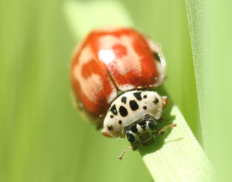 Harmonia quadripunctata Img_8713