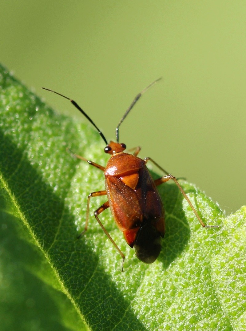 [Deraeocoris ruber] Rousse aux yeux noirs Img_8812