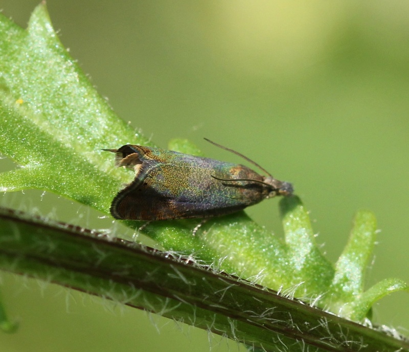 micro aux reflets surprenants Mic10