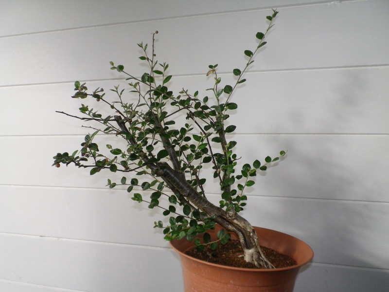 Cotoneaster Cascade Progression 111