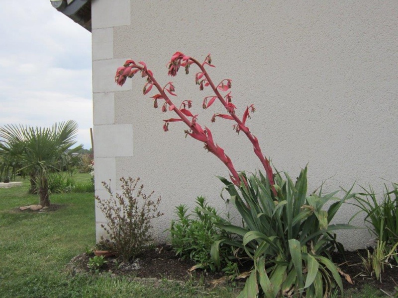 mon jeune jardin de touraine - Page 11 Img_3315