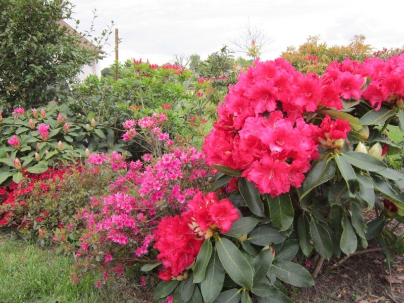 mon jeune jardin de touraine - Page 11 Img_3322
