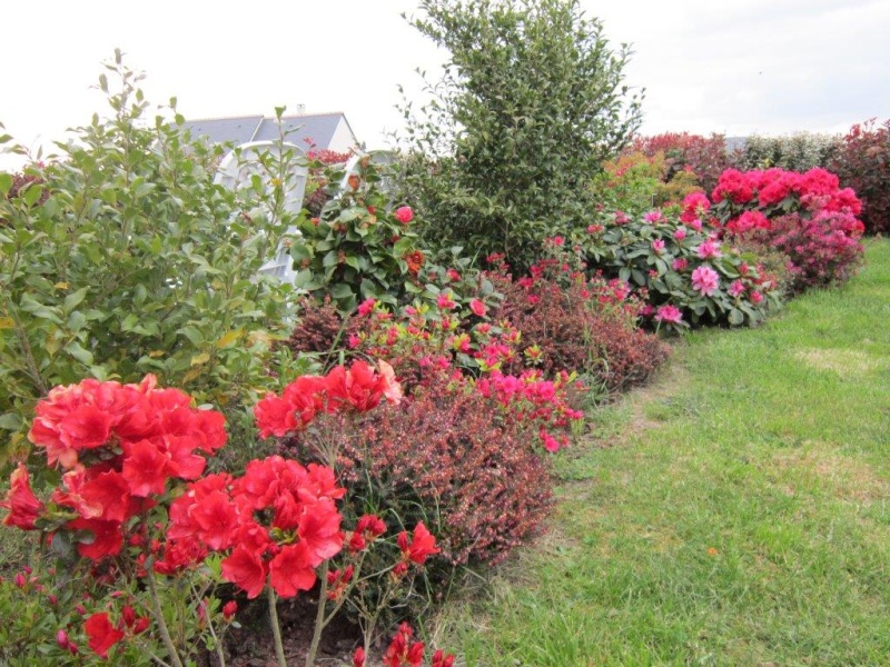 mon jeune jardin de touraine - Page 11 Img_3323