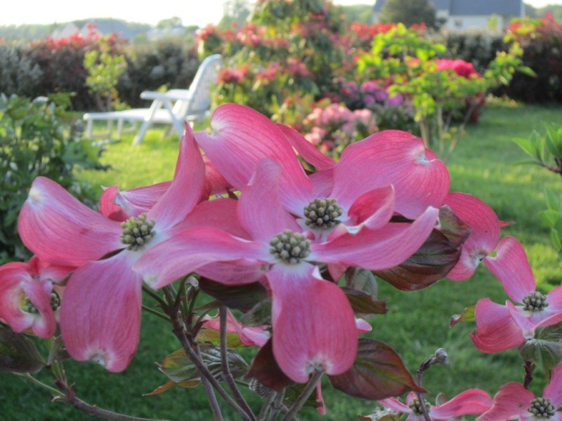 mon jeune jardin de touraine - Page 11 Img_3419