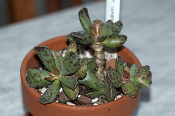 Adromischus cooperi Adromi10