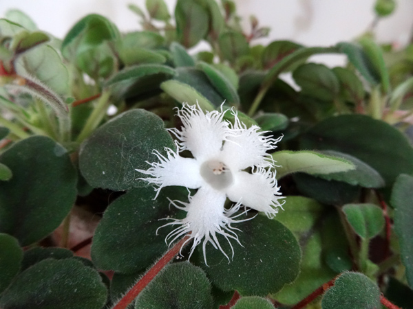 Episcia dianthiflora (= Alsobia dianthiflora) Alsobi10