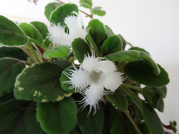 Episcia dianthiflora (= Alsobia dianthiflora) Alsobi11