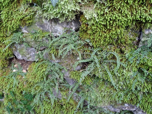 Asplenium trichomanes - fausse capillaire, capillaire des murailles Asplen11