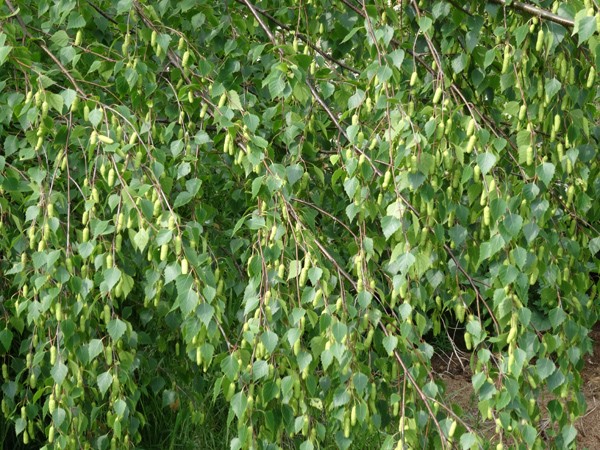 Betula pendula  ( = verrucosa ) - bouleau blanc d'Europe Boulea12