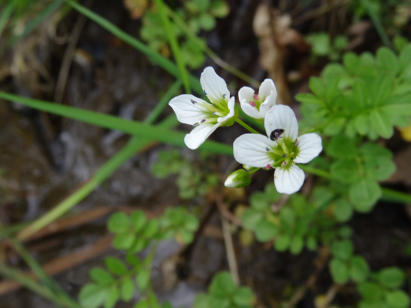 Cardamine amara - cardamine amère Cardam12