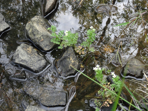 Cardamine amara - cardamine amère Cardam14