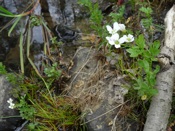 Cardamine amara - cardamine amère Cardam15