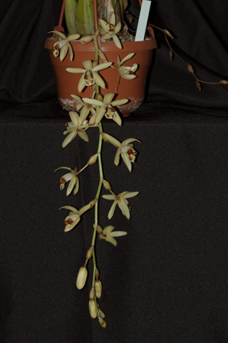 Coelogyne tomentosa Coelo_11