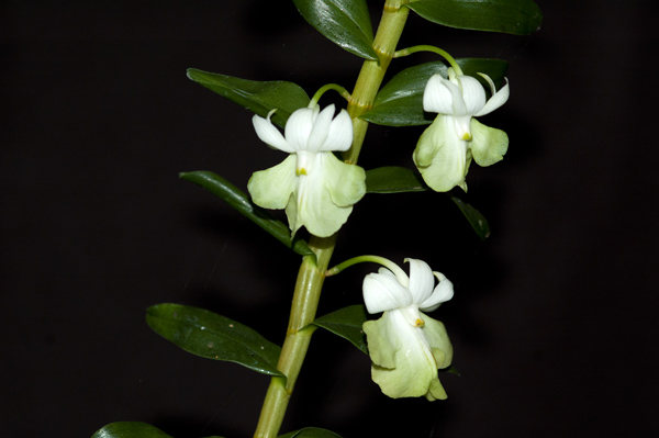 Dendrobium uniflorum Dendro10