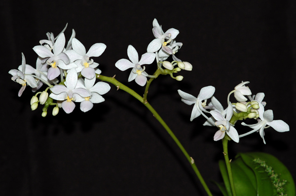 orchidées : nos floraisons au fil des saisons 2010-2013-2014  - Page 15 Equest13