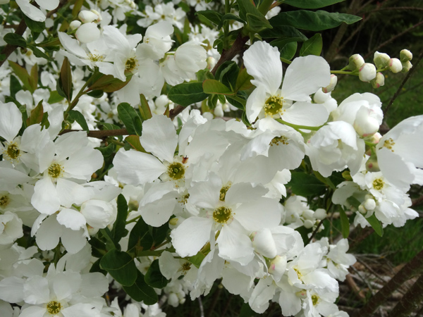 Exochorda giraldii Exocho16