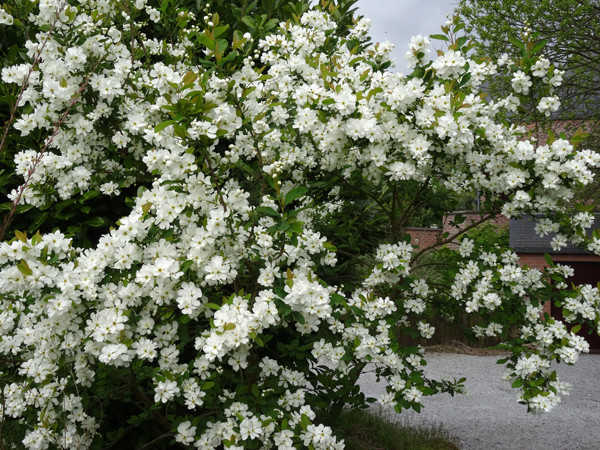 Exochorda giraldii Exocho17