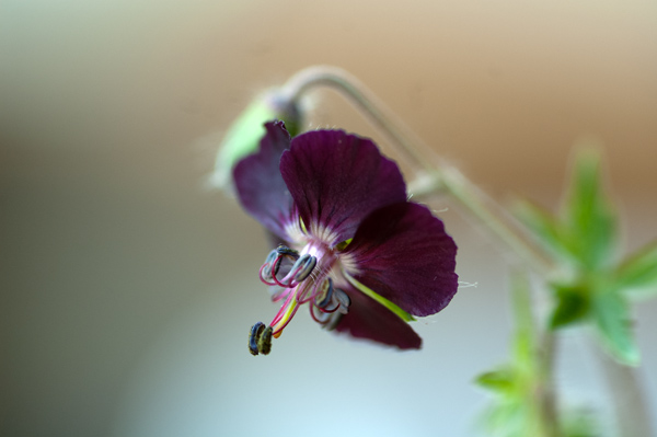 Geranium phaeum et cultivars Gerani10