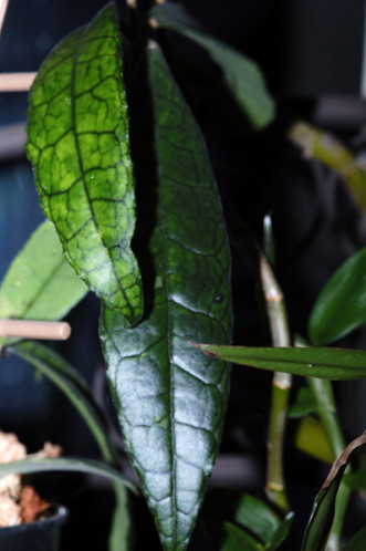 Hoya finlaysonii Hoya-f13