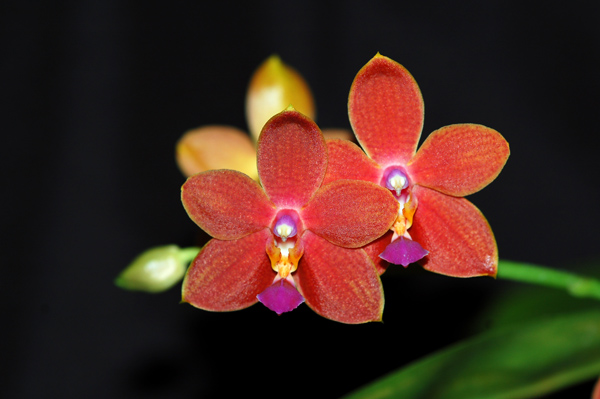 orchidées : nos floraisons au fil des saisons 2010-2013-2014  - Page 15 I-hsin11