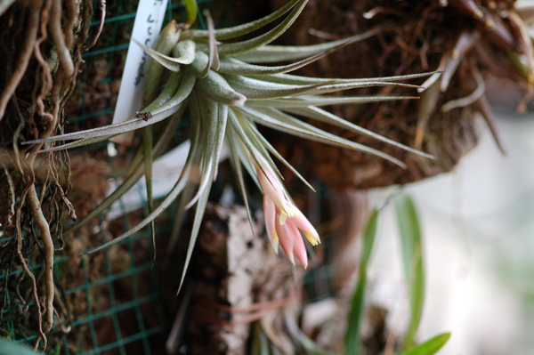 Tillandsia jucunda Jucund15