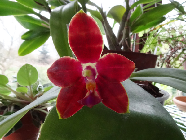 Phalaenopsis Mambo x Penang Girl Mambo_11