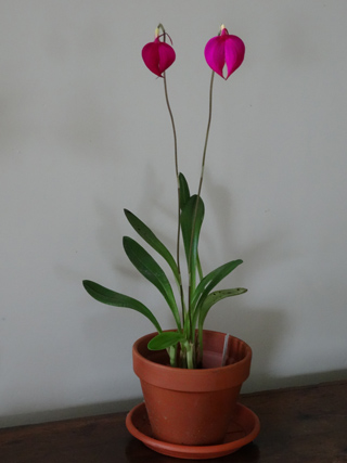 Masdevallia coccinea Masdev10