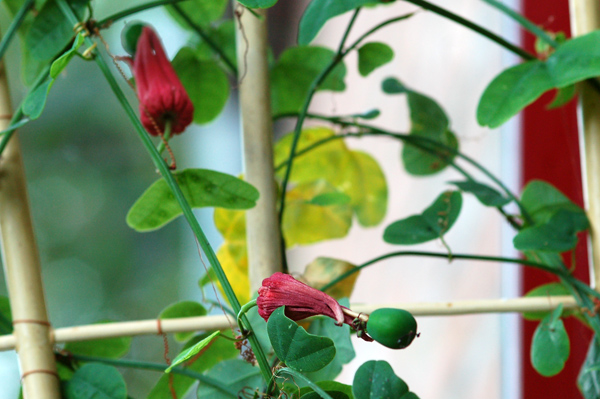 Passiflores en fleurs  - Page 4 Muru10