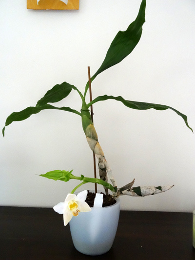 Chysis bractescens Ob_29110