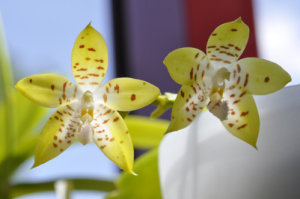 Phalaenopsis - hybrides primaires Ob_e3210