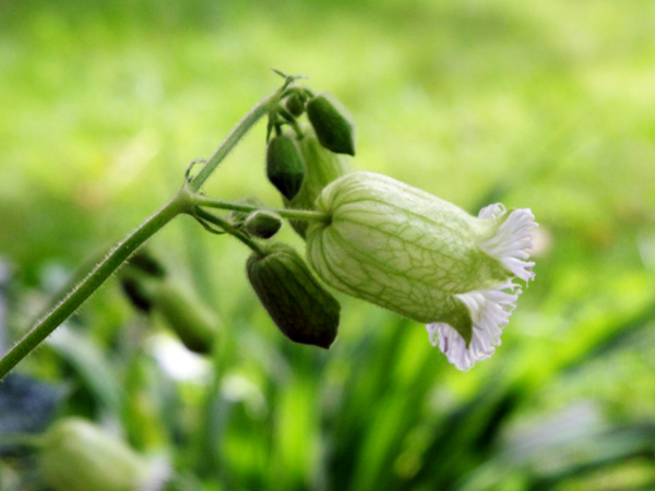 Oberna multifida (= Silene multifida) Oberna11