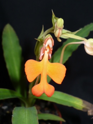 Habenaria rhodocheila orange P1280711