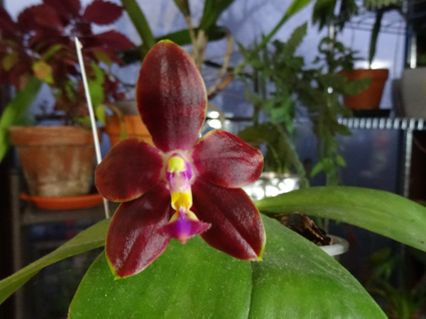 Phalaenopsis Mambo x Penang Girl Phal_m13