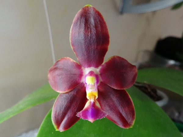 Phalaenopsis Mambo x Penang Girl Phal_m14