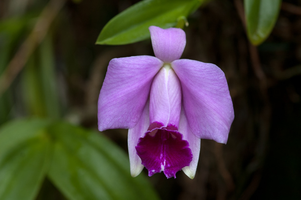 Cattleya (Laelia) pumila Pumila10