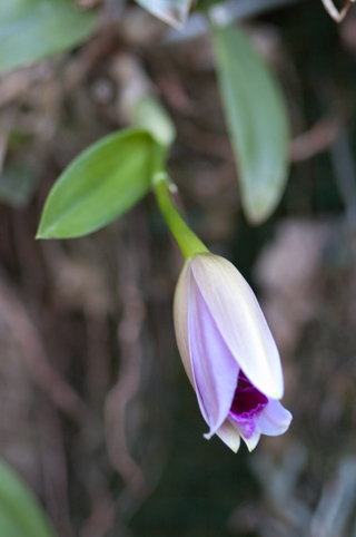 Cattleya (Laelia) pumila Pumila14