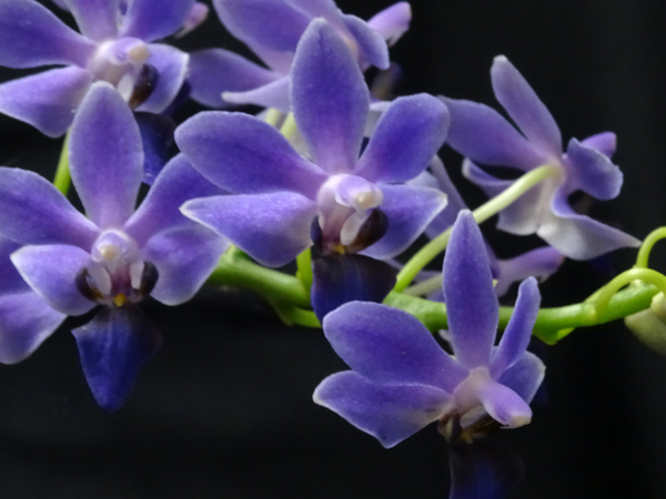 orchidées : nos floraisons au fil des saisons 2010-2013-2014  - Page 16 Purple14