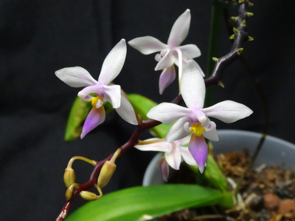 Phalaenopsis equestris de type Samar Samar110