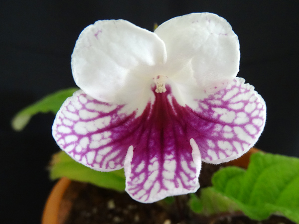 Streptocarpus - le genre - Page 2 Semis_10