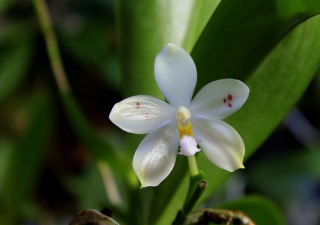 Phalaenopsis - hybrides primaires Tsu10