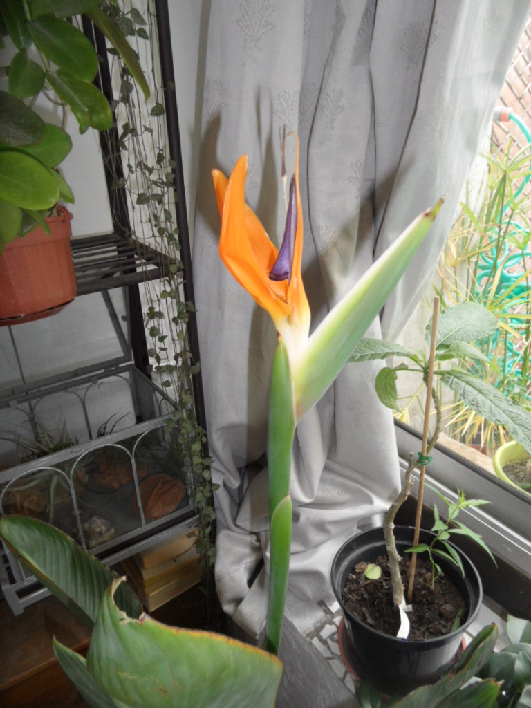 Strelitzia 00115