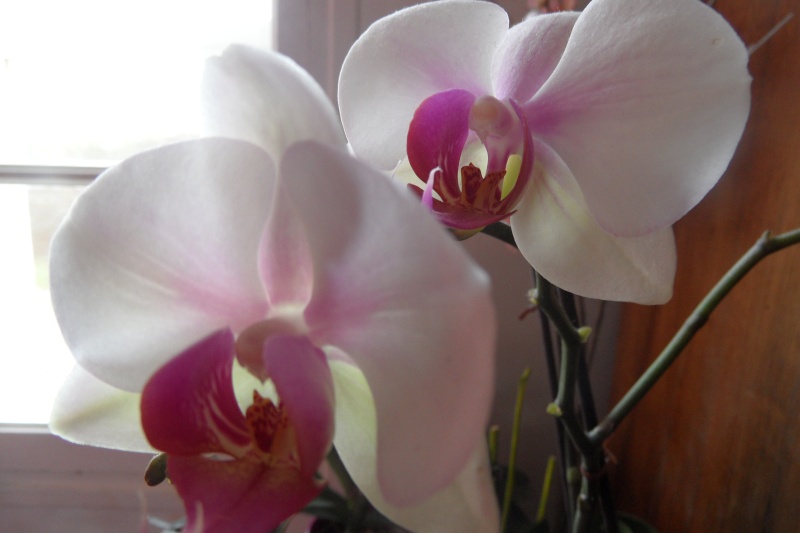 floraisons des orchidées - Page 33 03510