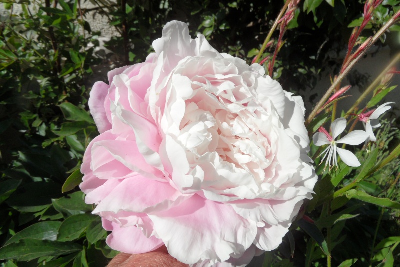 qui s'y connait en pivoine ? - Page 2 05112