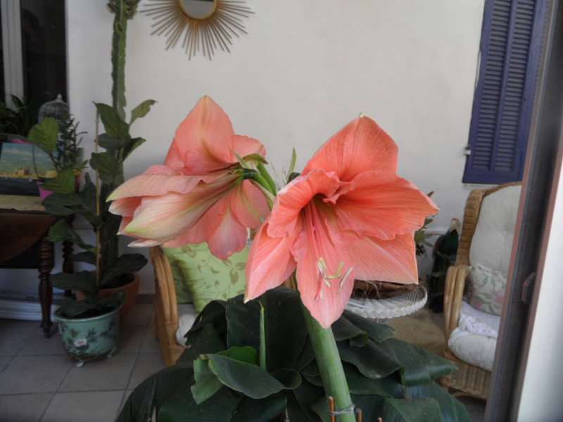 Amaryllis (hippeastrum) -culture, entretien, floraison - Page 10 Sam_3722