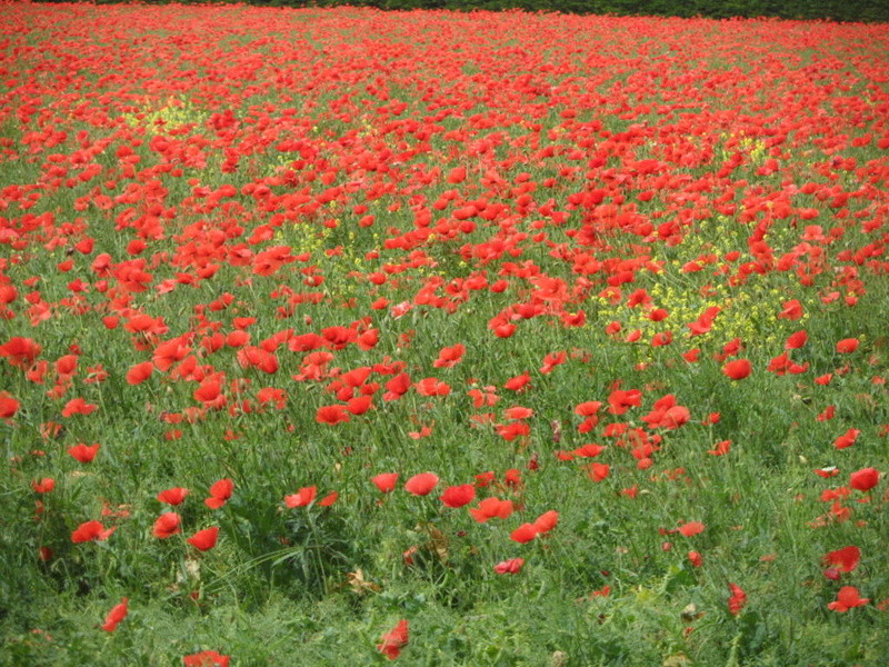 Champ de coquelicots Sam_3815