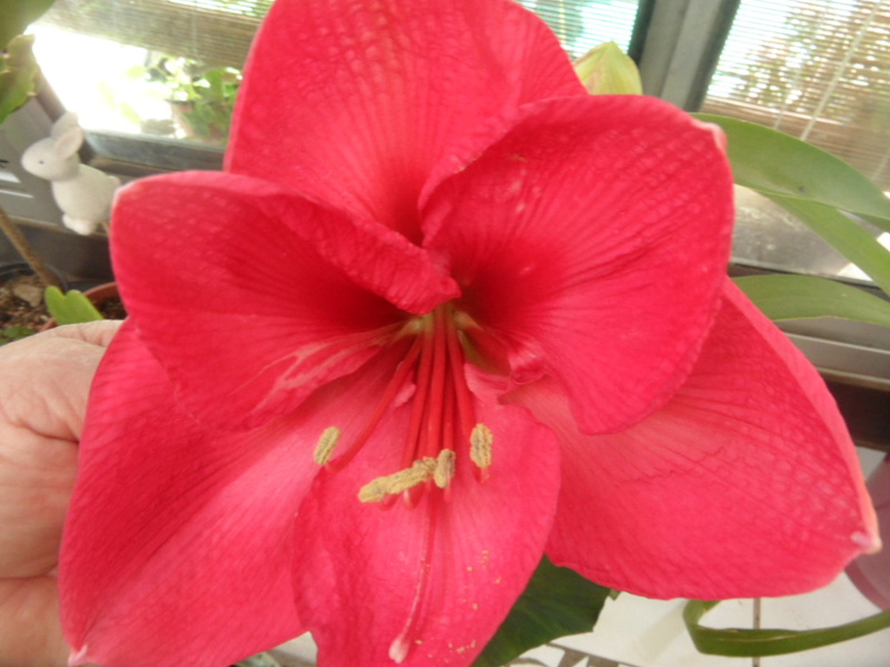 Amaryllis (hippeastrum) -culture, entretien, floraison - Page 10 Sam_3822